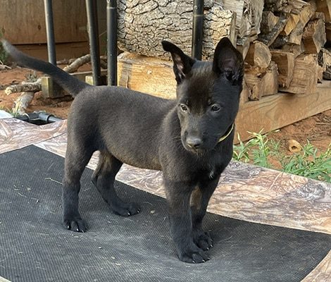 belgian malinois dogs for sale